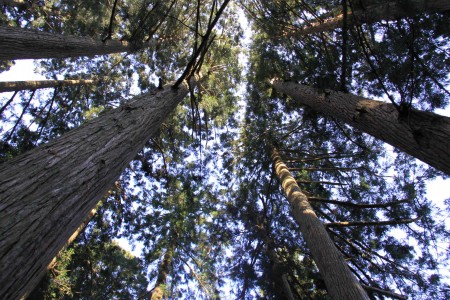 古い杉の大木が素晴らしいです