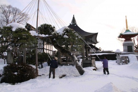 鐘楼堂前の松の雪も落とします。
