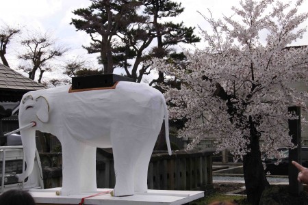 雨で出せなかった白象も出てきました。桜をバックにキレイですね。